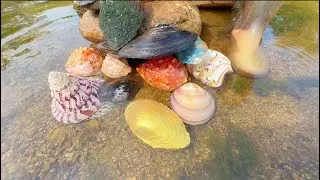 Giant Pearl Scallops vs. Freshwater Snails: Which Makes More Pearls?