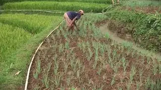 Traditional Soil Leveling for Farming Fields #RuralAgriculture #TraditionalFarming