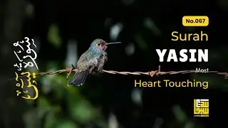 Surat Yasin (Yaseen) سورة يس ✦ Calm and Clear Voice ✦ Islamic Sleep Healing