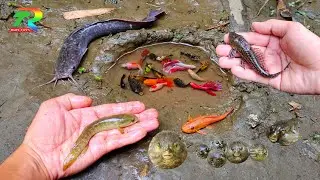 Film ikan Wadidaw Ikan cupang, ikan warna warni, ikan ikan hias kecil, ikan lucu, ikan lele,ikan mas