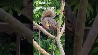 A conversation with a squirrel - aka I think I'm starting to lose my mind