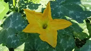 || Buzzing of Insect in Forest || Cricket Buzzing sound || Insect Sounds in the Woods ||