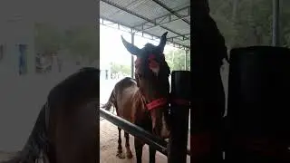 pets with vets ##viral #Videography #pets #vets #veterinary #shorts #Pakistan
