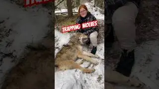 Trapping Wolves: The Art of the Snare #trapping #wolftrapping #wolves