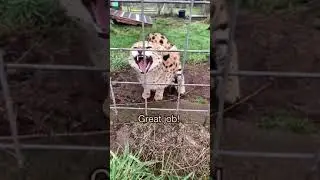 Today I learned that Cairo can sing 😳 #notapet #serval #IsThisAvailable #340