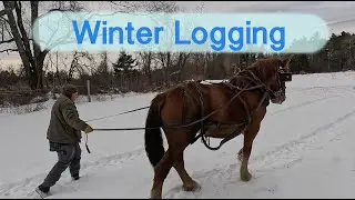 Logging with our Suffolk Punch Mare