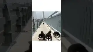 Dogs being clumsy! #shorts