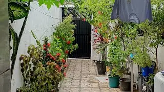  COMO ESTÃO MINHAS PLANTAS EM VASOS/MOSTRANDO UMA TARDE COM MUITO SOL ☀️