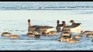Pintails and Pink- feet On Ice!