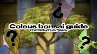 🌳COLEUS BONSAI Guide + Plant Updates | 🪴 Plants With Jules 