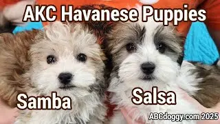 AKC Havanese Puppies * Samba & Salsa * 2.5 months old * ABCdoggy.com 2025