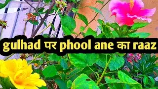 Apne gulhad ke podhe me hafte me 2 bar gudai कीजिए 🌺🌱har 15 din me khaad dijiyea our fatilizer diji