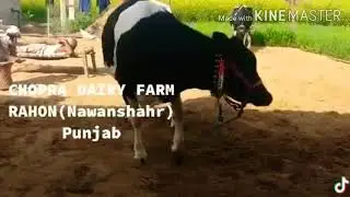 Biggest udder cow