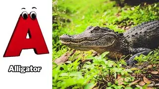 ABC Forest Animals song | Alphabet Song for Kids | Fun Learning Video | Koko Study Class 2026