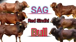sag Red Sindhi bull