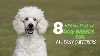 8 Hypoallergenic Dog breeds For Allergy Suffers