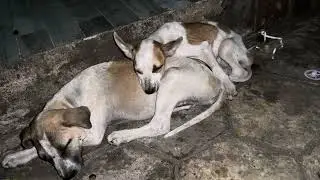 Puppy is sleeping well.#dogs #cat #puppy #kitten #rabbit #monkey #shortvideo 