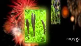 Geoglossaceae - fungi kingdom