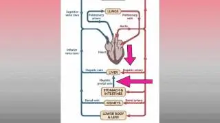 2.7. Structure of the heart (Ms Cooper)