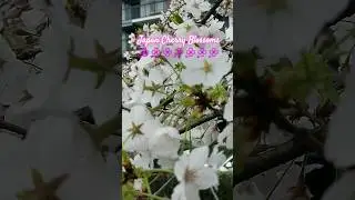JAPAN Cherry Blossoms  finally open, full bloom🌸🌸🌸😍💕😍4/5/2024 update..
