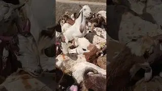 A group of 700 desert goats is leaving