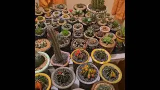 087 | Newly Repotted Gymnos and Astrophytums | Indoor Tour