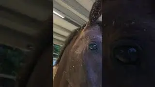 Пора счистить всю стружку 🐎 #шорты