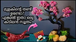 മുളകിന്റെ തണ്ട് വച്ചിട്ടൊരു കിടിലൻ സൂത്രം കാണണോ 😃👌/ best craft out of waste/DIY bonsai making👍