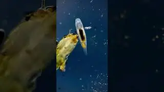 Worm gets devoured by insect larva #microscope #science #animals