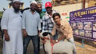 The Most Exotic Sheep Collection Of Bhiwandi | Nayaab Mende Of AK Goat Farm | Also Wholesale  Rates.