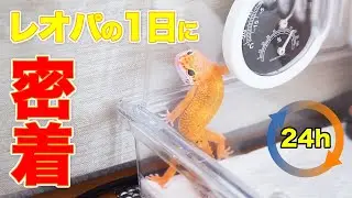 レオパはどうやって1日を過ごしているのか？1日密着