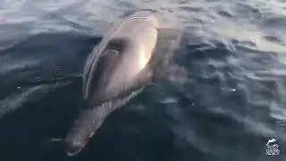 Retired Captive Dolphins at Bali Dolphin Sanctuary