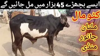 Multan Janwar Mandi Katto Maal Update | Katto Maal Rates in Multan Mandi