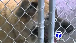 Owners abandoning elderly pets becoming a trend