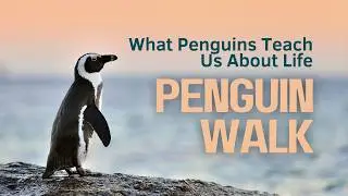 Lessons from a Penguin: A Penguin’s Journey — Simple Lessons About Life