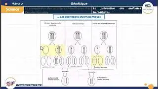 08_G&eacute;n&eacute;tique humaine : les aberrations chromosomiques - Cas de trisomie 21