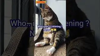 Feline Spies: Cats Eavesdropping on Their Humans' Tantrums #cat  #animallovers  #funny