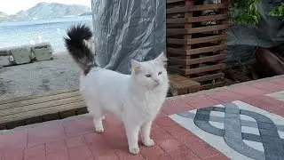 The fluffy white cat with a black tail at the seaside is so cute