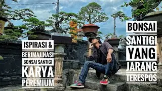 Koleksi Bonsai Santigi Yang Jarang Terekspos #bonsai #santigi #senimanbonsai #karyaseni #senibonsai 