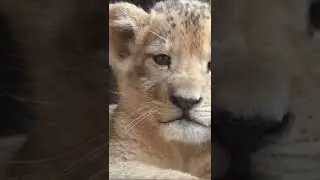 Baby Lion looking Sad and Lonely🥺