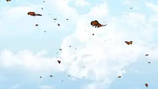 BUTTERFLY BACKGROUND VIDEO