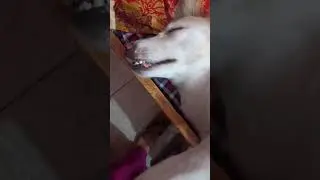 Sade ghar di raunak Sara din sutty rehnde aa jdo koi  aunda fr bhut Shor paunde aa🐕🐕🐕🦮🦮🦮🦮🐕&zwj;🦺🐕&zwj;🦺