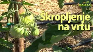 &Scaron;kropljenje paradižnika in ostalih rastlin