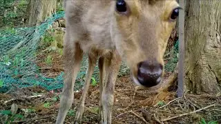 Best Trail Camera Highlights (Apr. - Jun. 2021)  Japanese Wildlife  -Camera Trap JAPAN-