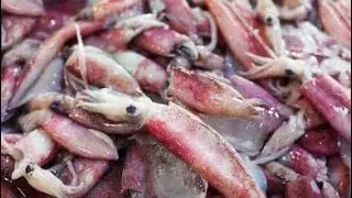 Best way to catch Squid at night