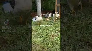 🐓 ❤️ Our first tiny flock of backyard chickens!