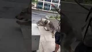 Training in the City 🐺 🏙️👌🏻 #wolfdog #city #dog #dogtraining #puppy #tricks #love #jump #manchester