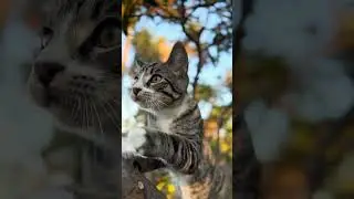 Spotted tabby climbing tree (Minnie's kitten)