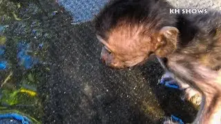 Micro Heidi look good when she drinks the water, Surprising Heidi,Poor baby monkey| Heidi Group