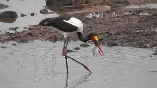 SOUTH AFRICA lunchtime for saddle-billed stork, Kruger national park